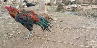 Đọc trận đấu như “sách”