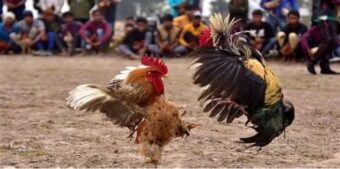 Chơi đá gà tại Luck8 chưa bao giờ là thừa để giàu nhanh