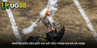 Những điều nên biết khi bắt đầu tham gia Đá gà UG88