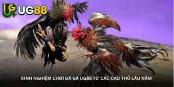 Kinh nghiệm chơi đá gà UG88 từ các cao thủ lâu năm