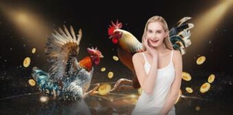 Đá gà hay88 – Đa dạng thể loại trận đấu, trải nghiệm không giới hạn