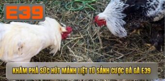 Khám phá sức hút mãnh liệt từ sảnh cược đá gà E39