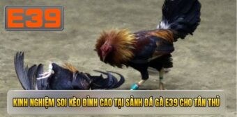 Kinh nghiệm soi kèo đỉnh cao tại sảnh đá gà E39 cho tân thủ